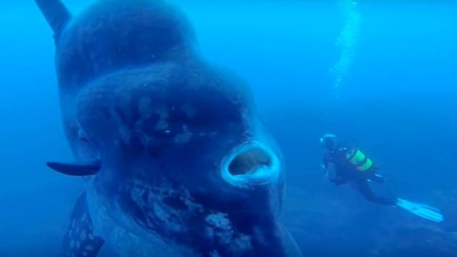 5 Самых больших животных смотреть онлайн