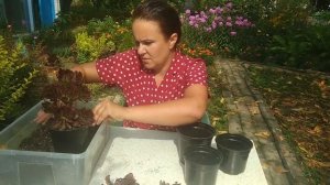 Как обрезать куст эониума? Уход в домашних условиях