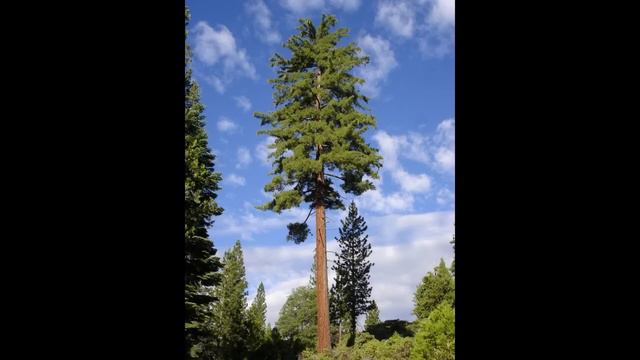 S3: E3: Can't See The Forest If You Don't Have Trees! Plus A Look At FSM Skinners Row!