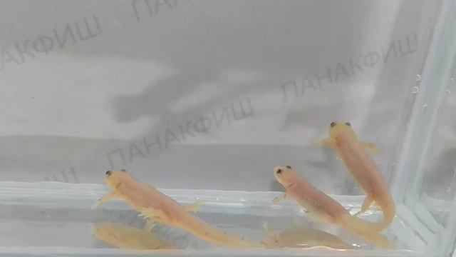 Тритон испанский желтый (Pleurodeles waltli) смотреть онлайн