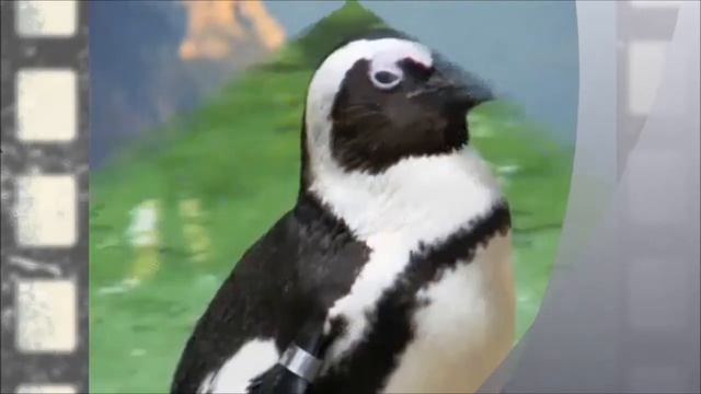 ПИНГВИНЫ НЕЛЕТАЮЩИЕ ПТИЦЫ смотреть онлайн