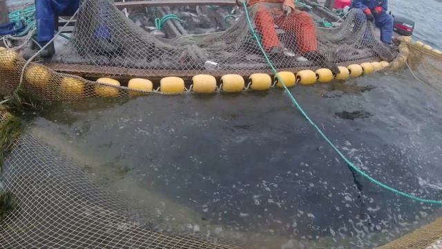 КЕТА рыбалка, работа рыбаков. Fish Catcher. Salmon. смотреть онлайн