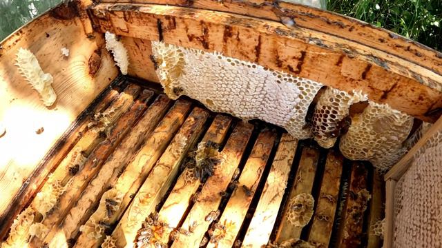 Первая качка Мёда 2024г смотреть онлайн