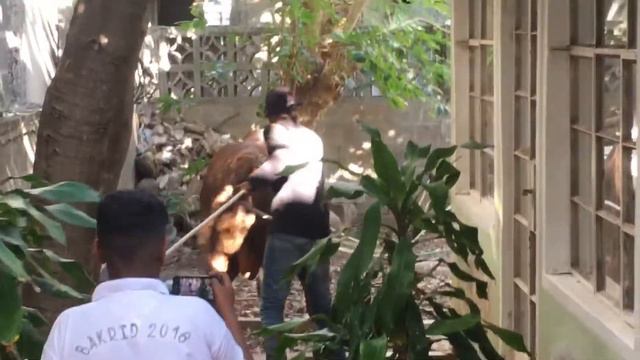 Bakrid 2020 ~ Bad Bull Team at Valley pitot смотреть онлайн