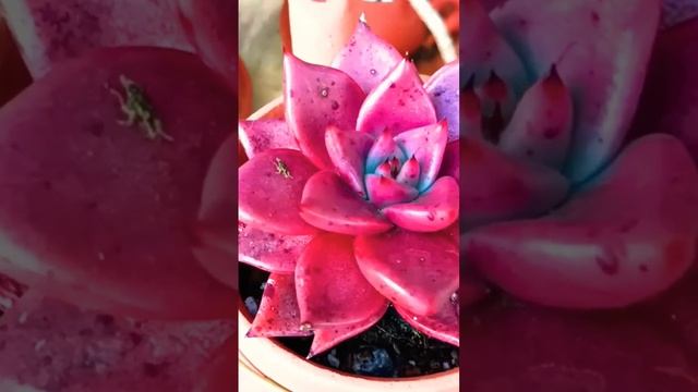 ❤️ ECHEVERIA AGAVOIDES TAURUS E SUA COR EXTRAVAGANTE смотреть онлайн