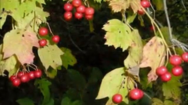 Лена Василёк&Белый день - Растёт калина. смотреть онлайн