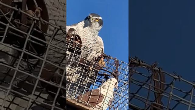 Главный Враг Голубей !!! смотреть онлайн