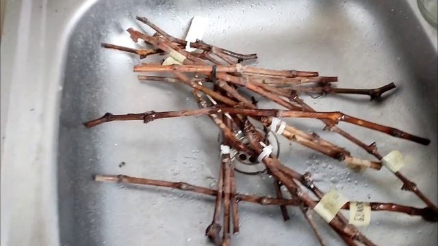 Работы на винограднике в январе 2024г. смотреть онлайн