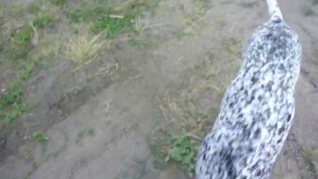 подача курцхаара смотреть онлайн