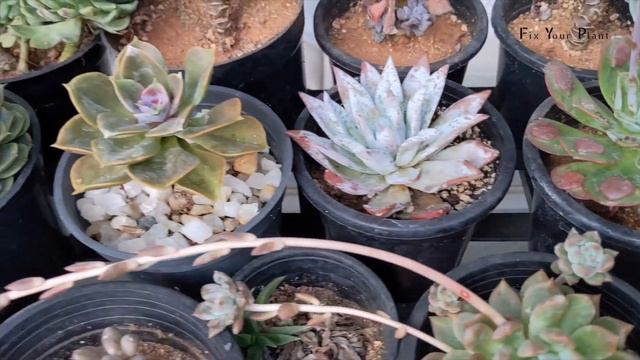 KNOW YOUR SUCCULENT - Part #1 - Introduction смотреть онлайн