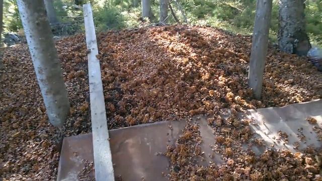 Заготовка кедровых орехов. Сибирь. Ковыктинское ГКМ смотреть онлайн