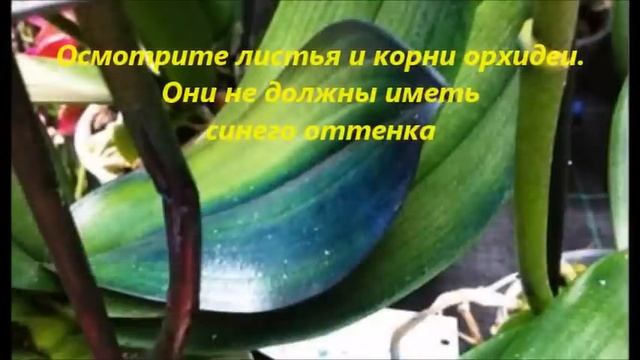 синяя орхидея, Купить синюю орхидею и не пожалеть об этом или увидеть как погибает растение смотреть онлайн