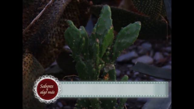 Injerto de Cactus (parte 2) смотреть онлайн