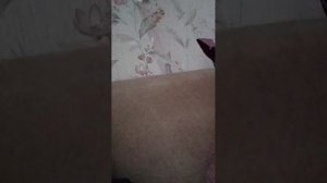 браво старс