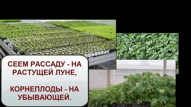 Сеем по луне правильно, без заморочек. смотреть онлайн