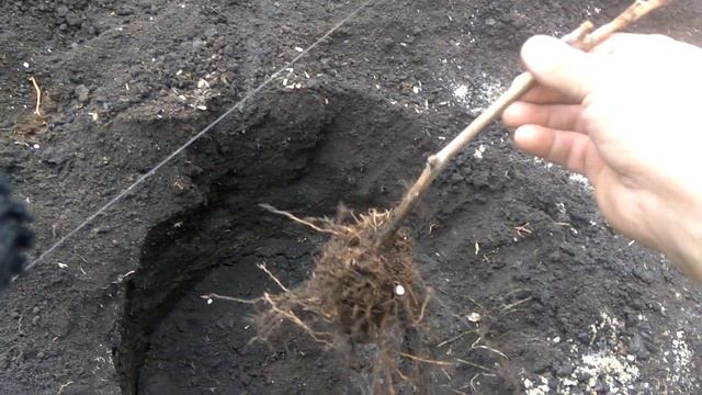 Как быстро выкопать посадочную яму под виноград смотреть онлайн