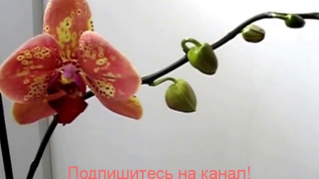 Орхидея-фаленопсис "Дикий персик" # 1 смотреть онлайн