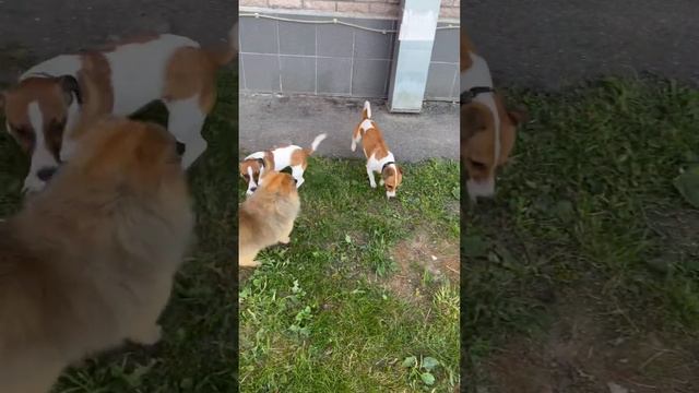 Знакомство с Рони смотреть онлайн