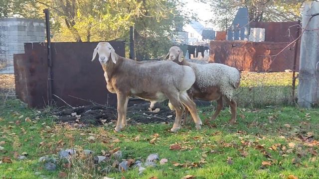 Арашан Кошкар. возраст 1год линия Шарпей.#арашан#арашанские_овцы#арашанская_порода#кочкор#арашан_ко смотреть онлайн