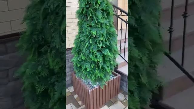 Видеоотчет по Туям из Ставрополя смотреть онлайн