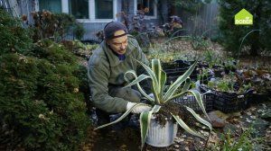 Убираем агаву из сада на зимовку