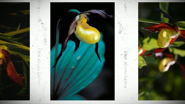 Венерин башмачок настоящий (Cypripedium calceolus) смотреть онлайн