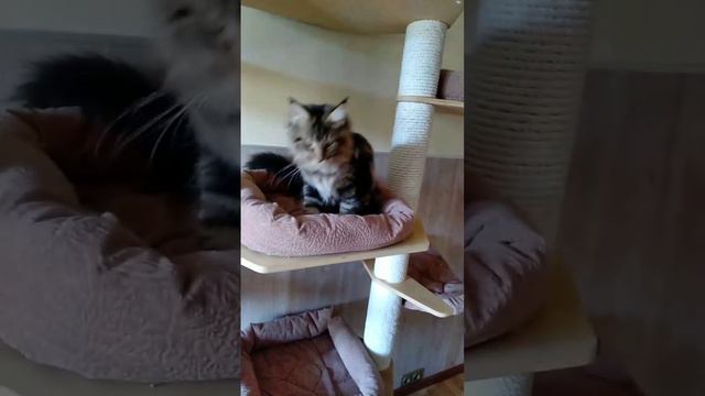 Казимир смотреть онлайн