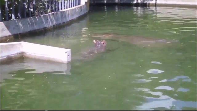 6.Наследие Поднебесной- Зоопарк смотреть онлайн