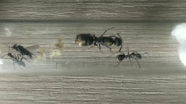Кампонотус париус (Camponotus parius) Муравьи дома. Муравьиная ферма. смотреть онлайн