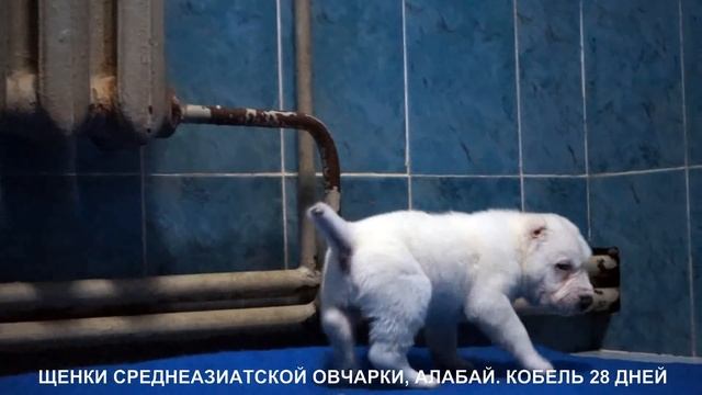 ЩЕНКИ СРЕДНЕАЗИАТСКОЙ ОВЧАРКИ, АЛАБАИ. МАЛЬЧИКИ 28 ДНЕЙ. www.r-risk.ru +79262205603 ТАТЬЯНА ЯГОДКИН смотреть онлайн