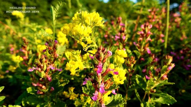 Радостное Пение Лесных Птиц на Рассвете и Сказочная Музыка Флейты Подарит Настроение на Целый День! смотреть онлайн