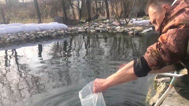Запуск форели в свой пруд. Эксперимент начался. смотреть онлайн