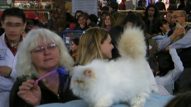 VII Chile Cat Exhibition (2) смотреть онлайн