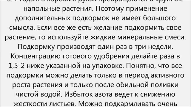 Бокарнея уход смотреть онлайн