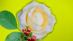 Футаж. Цветочный фон 81