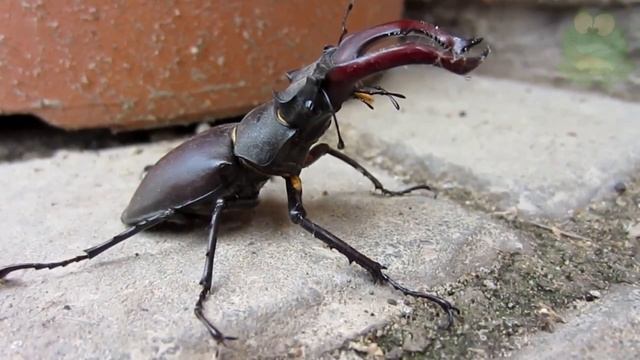 Самый крупный жук в Европе, животные Евразии, жук олень - интересные факты смотреть онлайн