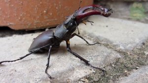 Самый крупный жук в Европе, животные Евразии, жук олень - интересные факты