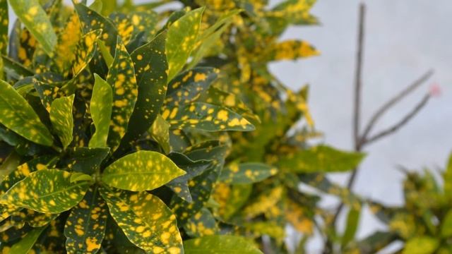 Аукуба, Золотое дерево ( Aucuba) уход и полив смотреть онлайн