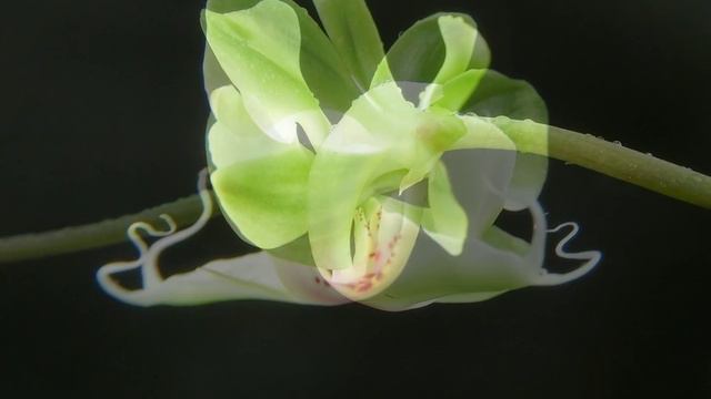 Phalaenopsis aphrodite "Green Space" смотреть онлайн