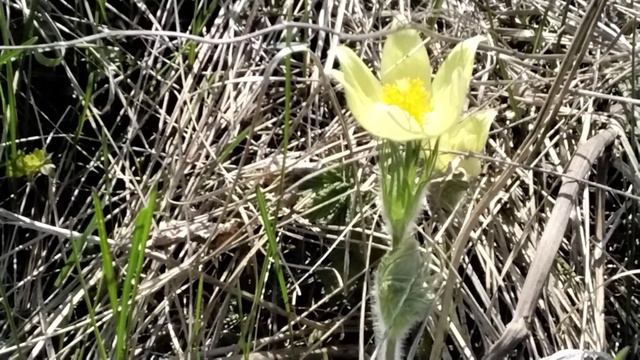 Подснежник-прострел ещё цветёт.(4 .06.2023 г.)? смотреть онлайн