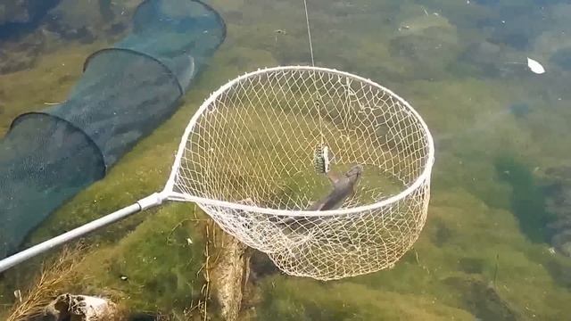 ФИДЕР.ОСЕННЯЯ ЛОВЛЯ ПОДУСТА НА ДНЕСТРЕ 02.10.2015.HD.