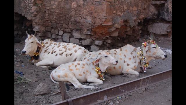 Учебник истории 5 класс. Параграф 20. Природа и люди Древней Индии. смотреть онлайн