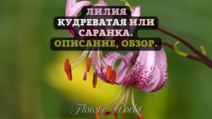 Лилия кудреватая или саранка. Описание, обзор.??