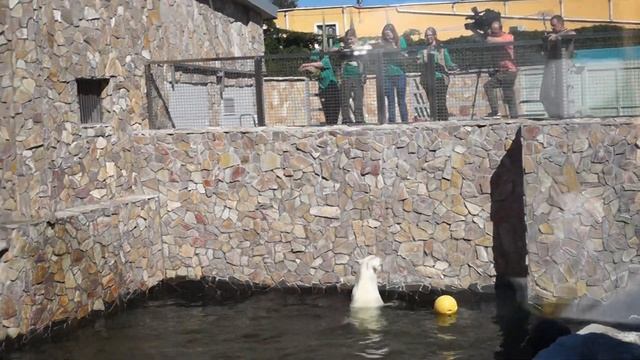 157-й день рождения Ленинградского зоопарка. Кормление белого медведя смотреть онлайн