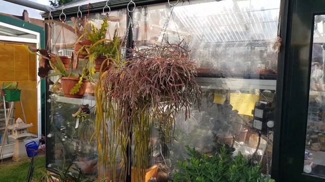 Tour of my Cactus & Succulent Plant Collection, PART 2, June '23 #cacti #cactuscollection #cactus смотреть онлайн