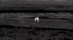 Охота на волка на вабу, вой волка.