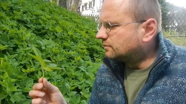 Giersch essbar смотреть онлайн