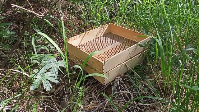 Яйцо муравьиное , часть 1. смотреть онлайн