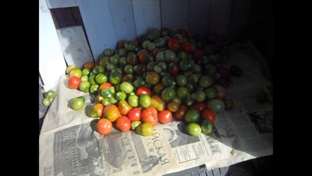 Живем с женой в деревне. Сын приехал помогать. Работаем на износ ! смотреть онлайн