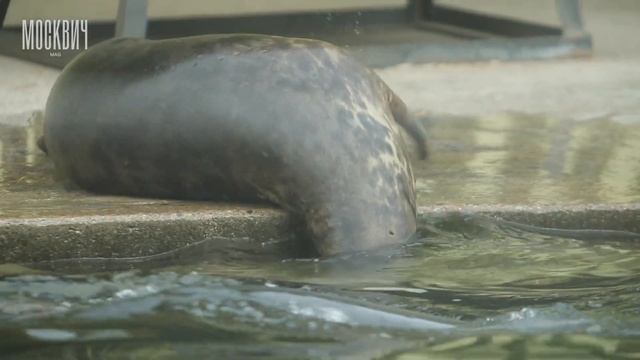 Как после зимы просыпаются животные в московских зоопарках смотреть онлайн